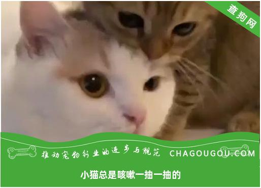 小猫总是咳嗽一抽一抽的