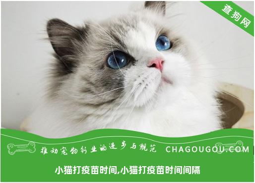 小猫打疫苗时间,小猫打疫苗时间间隔