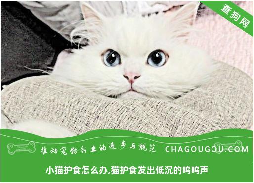 小猫护食怎么办,猫护食发出低沉的呜呜声