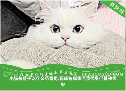 小猫拉肚子吃什么药管用,猫咪拉稀像泥浆很臭但精神很好