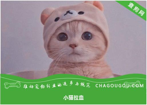 小猫拉血