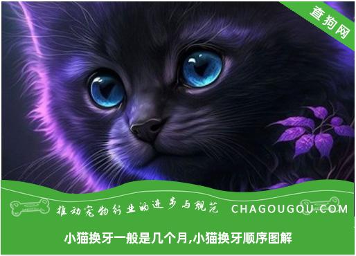 小猫换牙一般是几个月,小猫换牙顺序图解