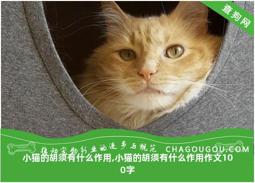 小猫的胡须有什么作用,小猫的胡须有什么作用作文100字