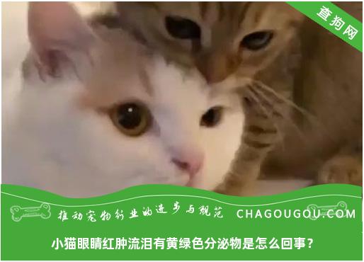 小猫眼睛红肿流泪有黄绿色分泌物是怎么回事？