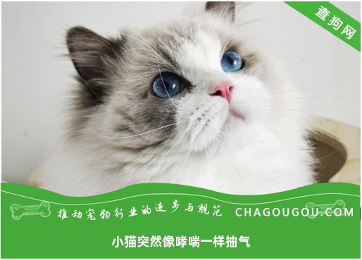 小猫突然像哮喘一样抽气