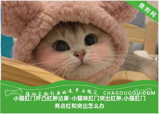 小猫肛门外凸红肿沾屎-小猫咪肛门突出红肿,小猫肛门有点红和突出怎么办