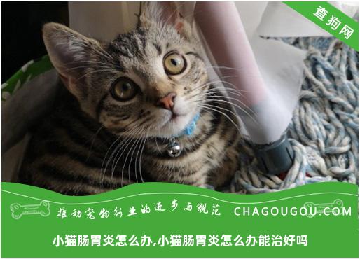 小猫肠胃炎怎么办,小猫肠胃炎怎么办能治好吗