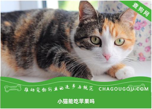 小猫能吃苹果吗