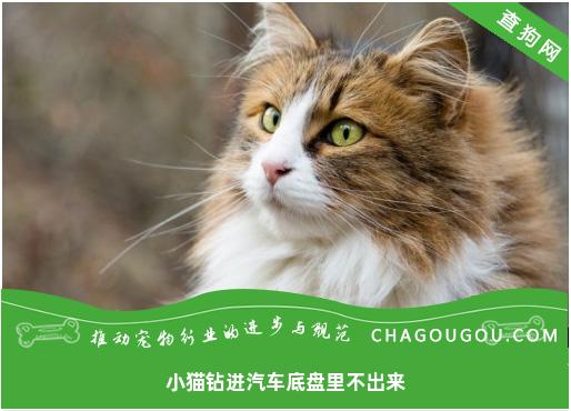 小猫钻进汽车底盘里不出来