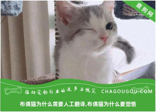 布偶猫为什么需要人工翻译,布偶猫为什么要觉悟