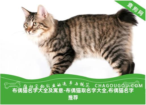 布偶猫名字大全及寓意-布偶猫取名字大全,布偶猫名字推荐