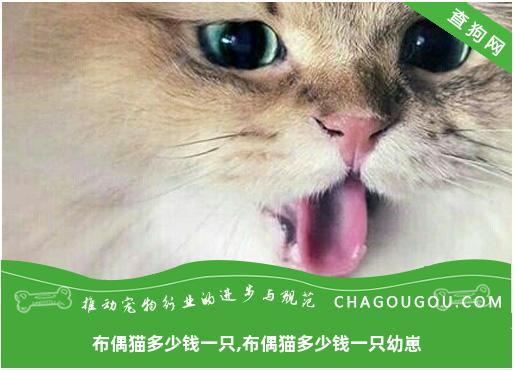 布偶猫多少钱一只,布偶猫多少钱一只幼崽