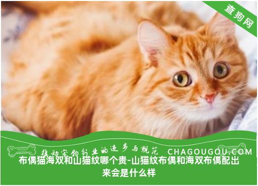 布偶猫海双和山猫纹哪个贵-山猫纹布偶和海双布偶配出来会是什么样