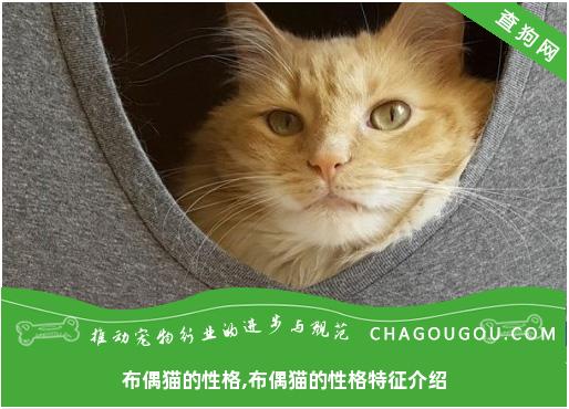 布偶猫的性格,布偶猫的性格特征介绍