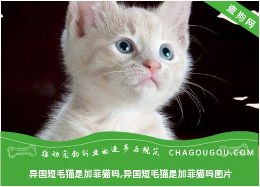 异国短毛猫是加菲猫吗,异国短毛猫是加菲猫吗图片