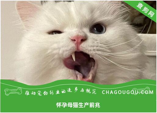 怀孕母猫生产前兆