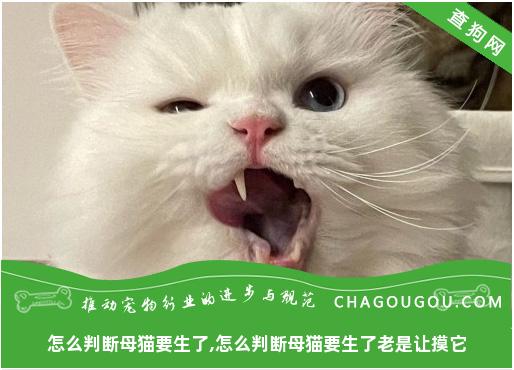 怎么判断母猫要生了,怎么判断母猫要生了老是让摸它