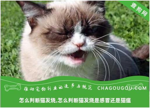 怎么判断猫发烧,怎么判断猫发烧是感冒还是猫瘟