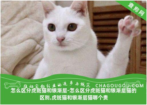 怎么区分虎斑猫和银渐层-怎么区分虎斑猫和银渐层猫的区别,虎斑猫和银渐层猫哪个贵