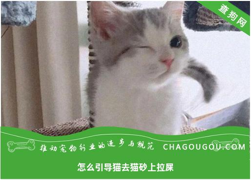 怎么引导猫去猫砂上拉屎