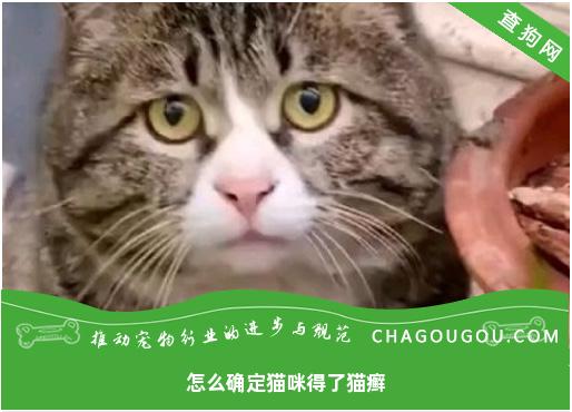 怎么确定猫咪得了猫癣