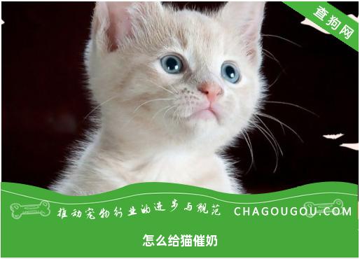 怎么给猫催奶