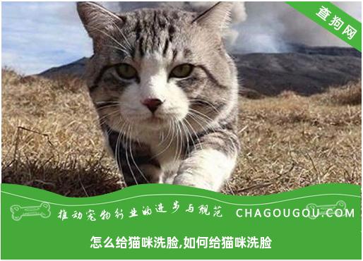 怎么给猫咪洗脸,如何给猫咪洗脸