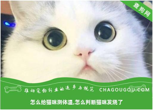 怎么给猫咪测体温,怎么判断猫咪发烧了