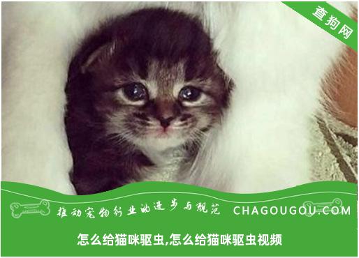 怎么给猫咪驱虫,怎么给猫咪驱虫视频