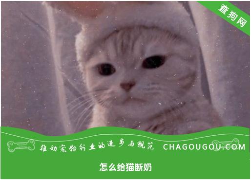 怎么给猫断奶