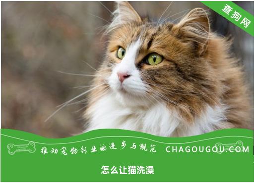 怎么让猫洗澡