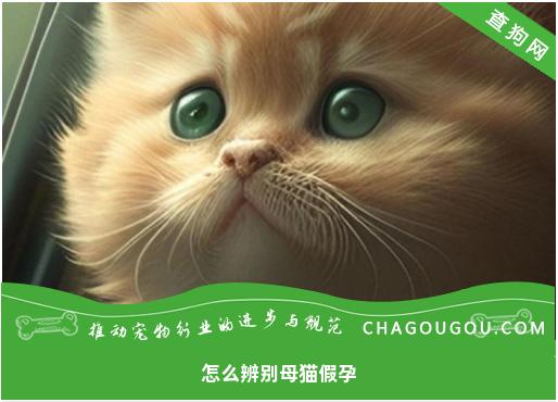 怎么辨别母猫假孕