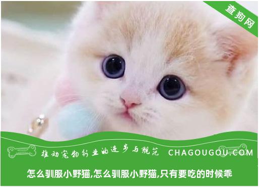 怎么驯服小野猫,怎么驯服小野猫,只有要吃的时候乖