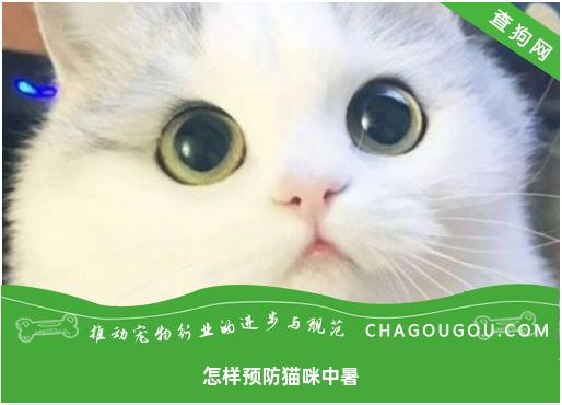 怎样预防猫咪中暑