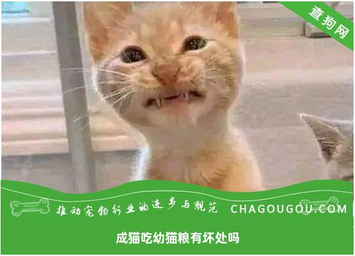 成猫吃幼猫粮有坏处吗