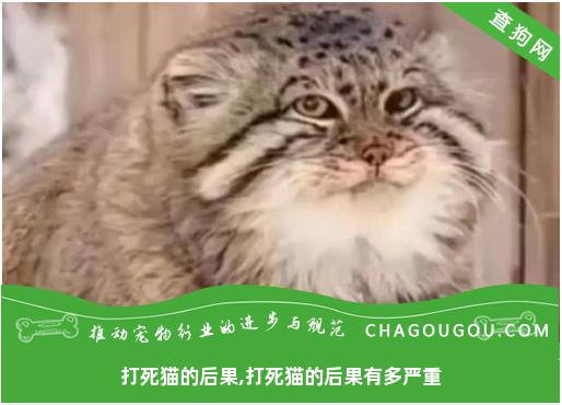 打死猫的后果,打死猫的后果有多严重