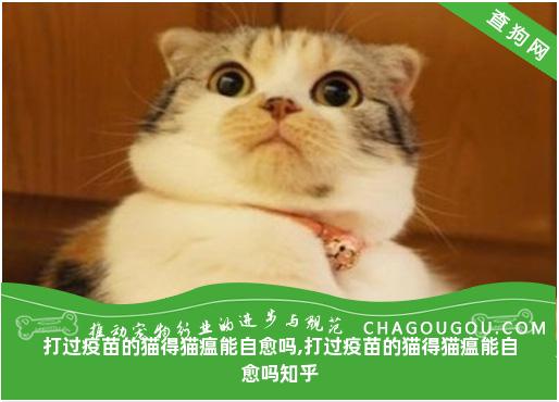 打过疫苗的猫得猫瘟能自愈吗,打过疫苗的猫得猫瘟能自愈吗知乎