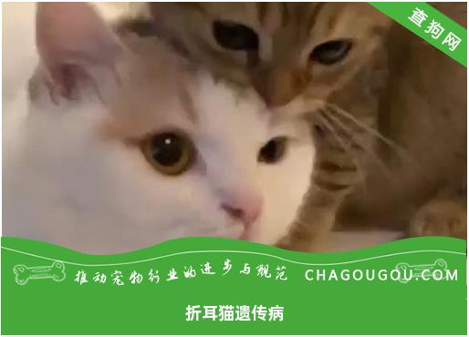 折耳猫遗传病