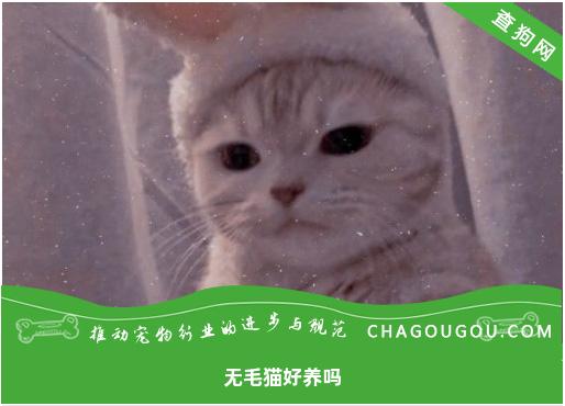 无毛猫好养吗