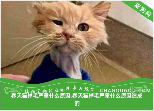 春天猫掉毛严重什么原因,春天猫掉毛严重什么原因造成的