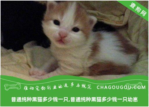 普通纯种黑猫多少钱一只,普通纯种黑猫多少钱一只幼崽