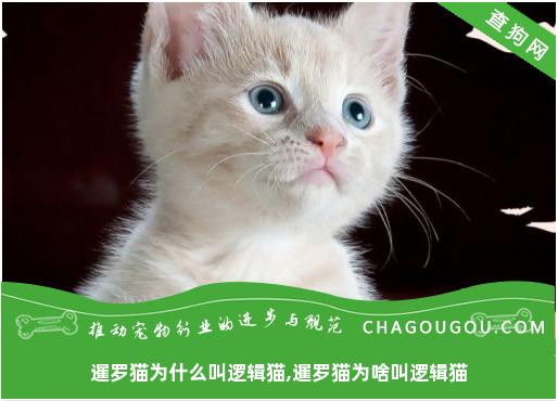 暹罗猫为什么叫逻辑猫,暹罗猫为啥叫逻辑猫