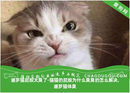 暹罗猫屁股太臭了-猫猫的屁股为什么臭臭的怎么解决,暹罗猫体臭