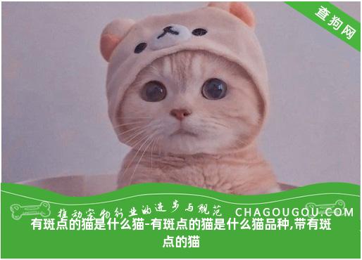 有斑点的猫是什么猫-有斑点的猫是什么猫品种,带有斑点的猫