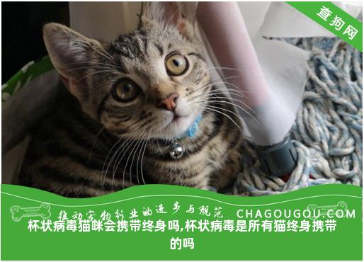 杯状病毒猫咪会携带终身吗,杯状病毒是所有猫终身携带的吗