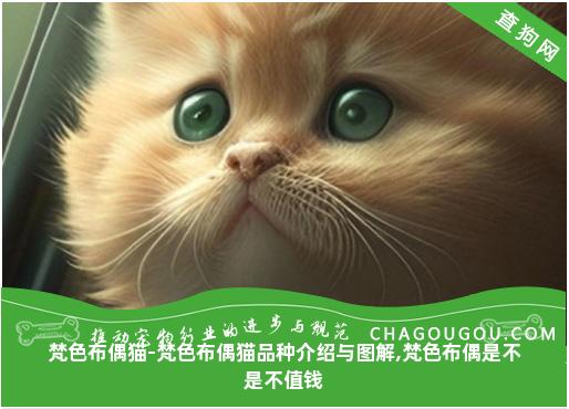 梵色布偶猫-梵色布偶猫品种介绍与图解,梵色布偶是不是不值钱