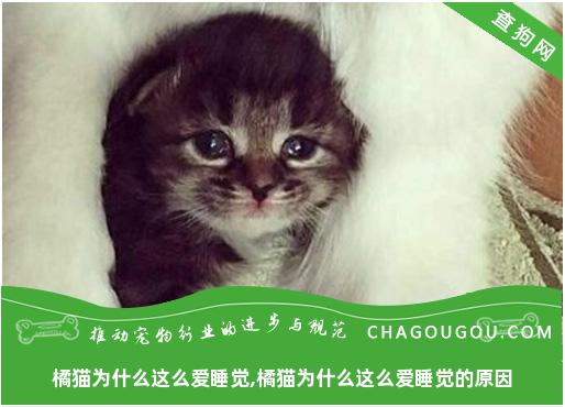 橘猫为什么这么爱睡觉,橘猫为什么这么爱睡觉的原因