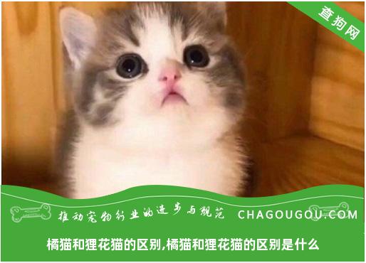 橘猫和狸花猫的区别,橘猫和狸花猫的区别是什么