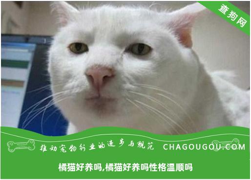 橘猫好养吗,橘猫好养吗性格温顺吗