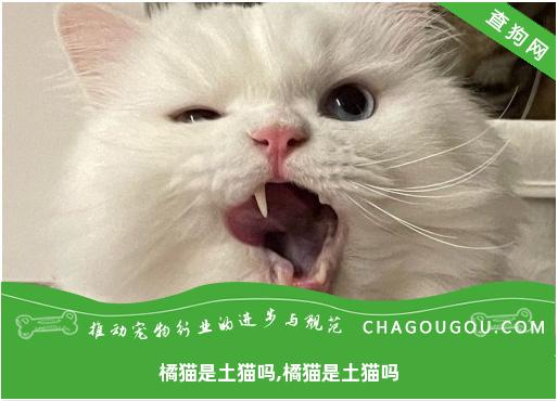 橘猫是土猫吗,橘猫是土猫吗